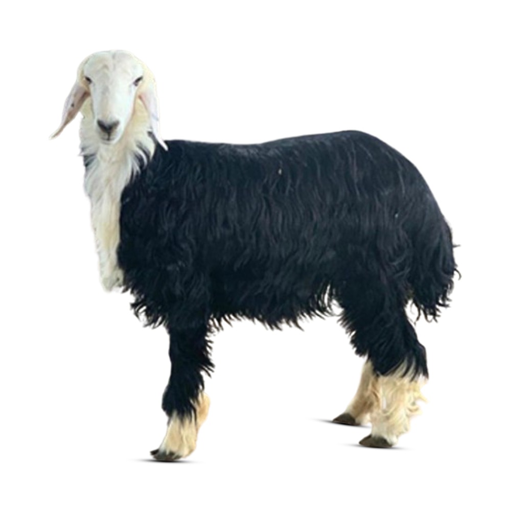 موعد موسم الأضاحي 2026 - دليلك الشامل لشراء الأغنام