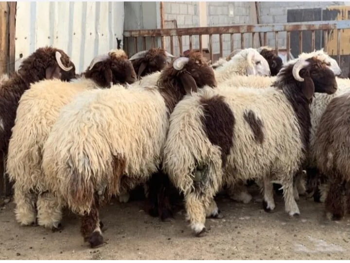 كم سعر الخروف في السعودية 2026؟ دليل الأسعار الشامل